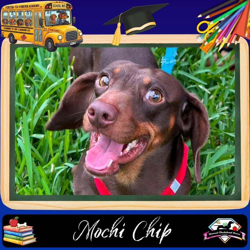 Mochi Chip