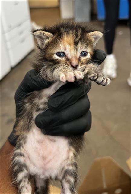 Kiki