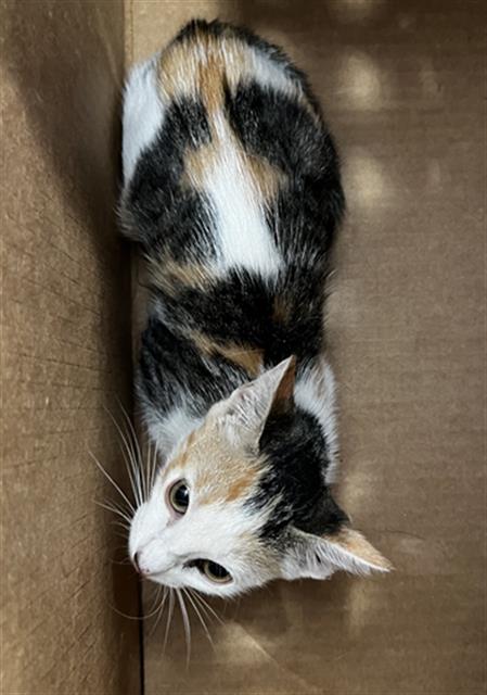 Mia