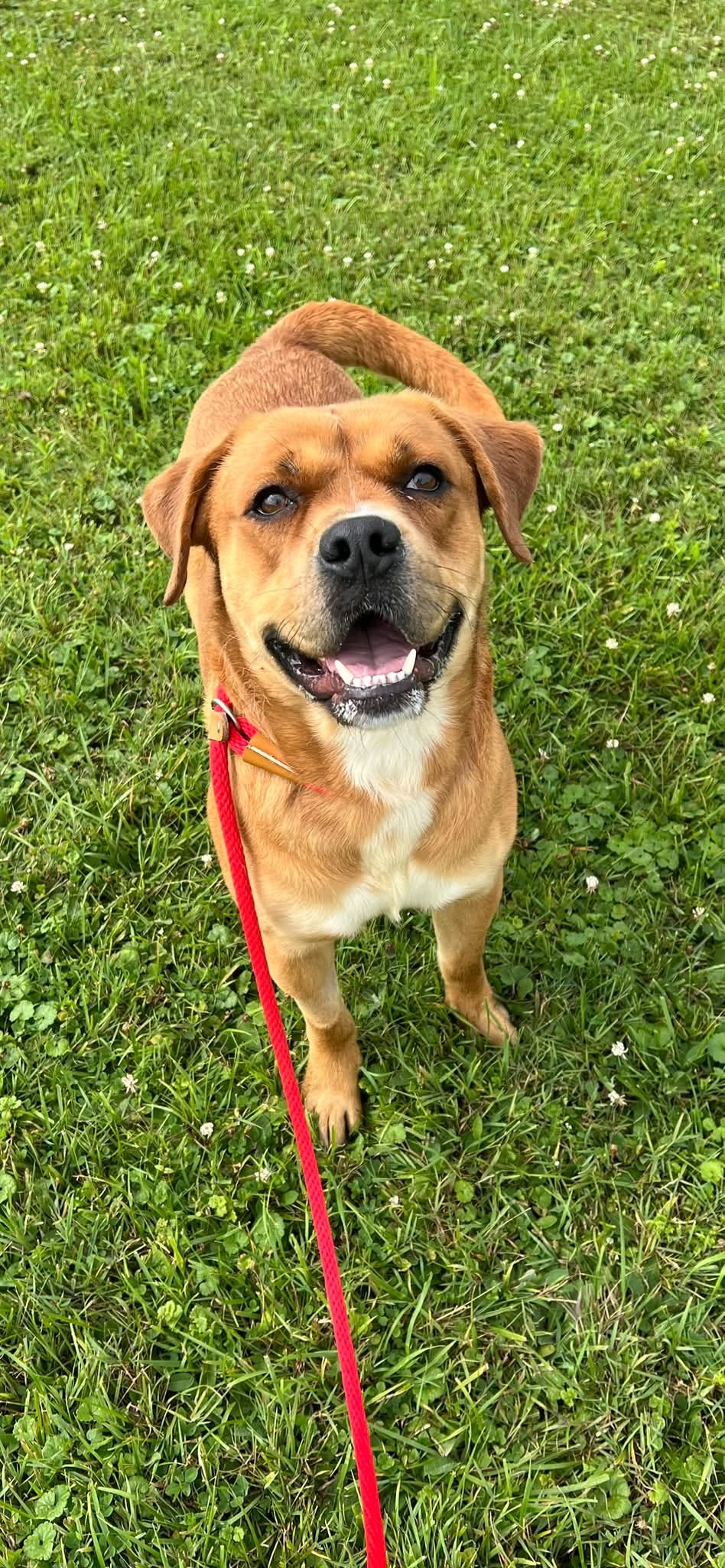 Pound Dog-Otis -Courtesy Listing