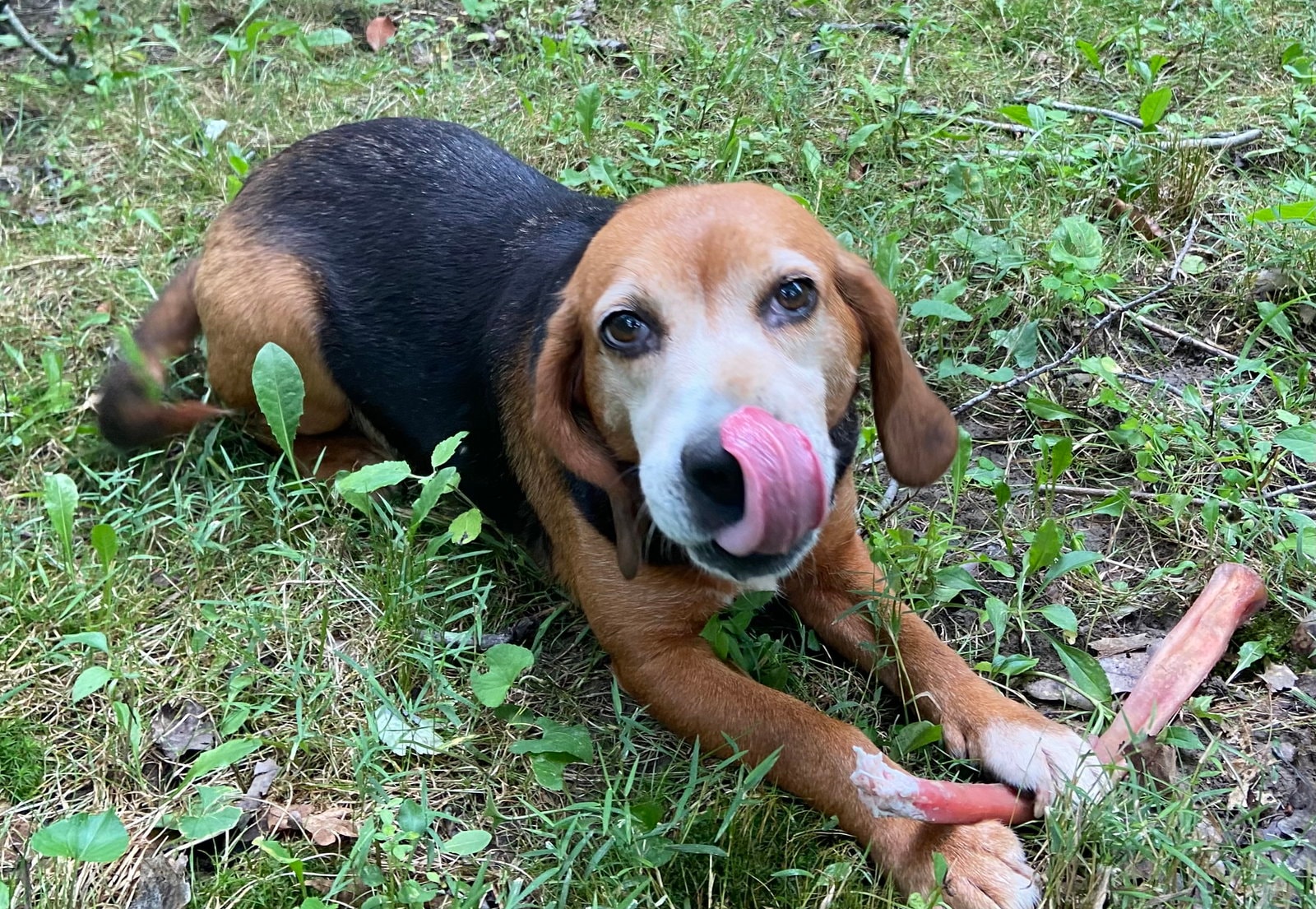 Annie-Beagle Girl