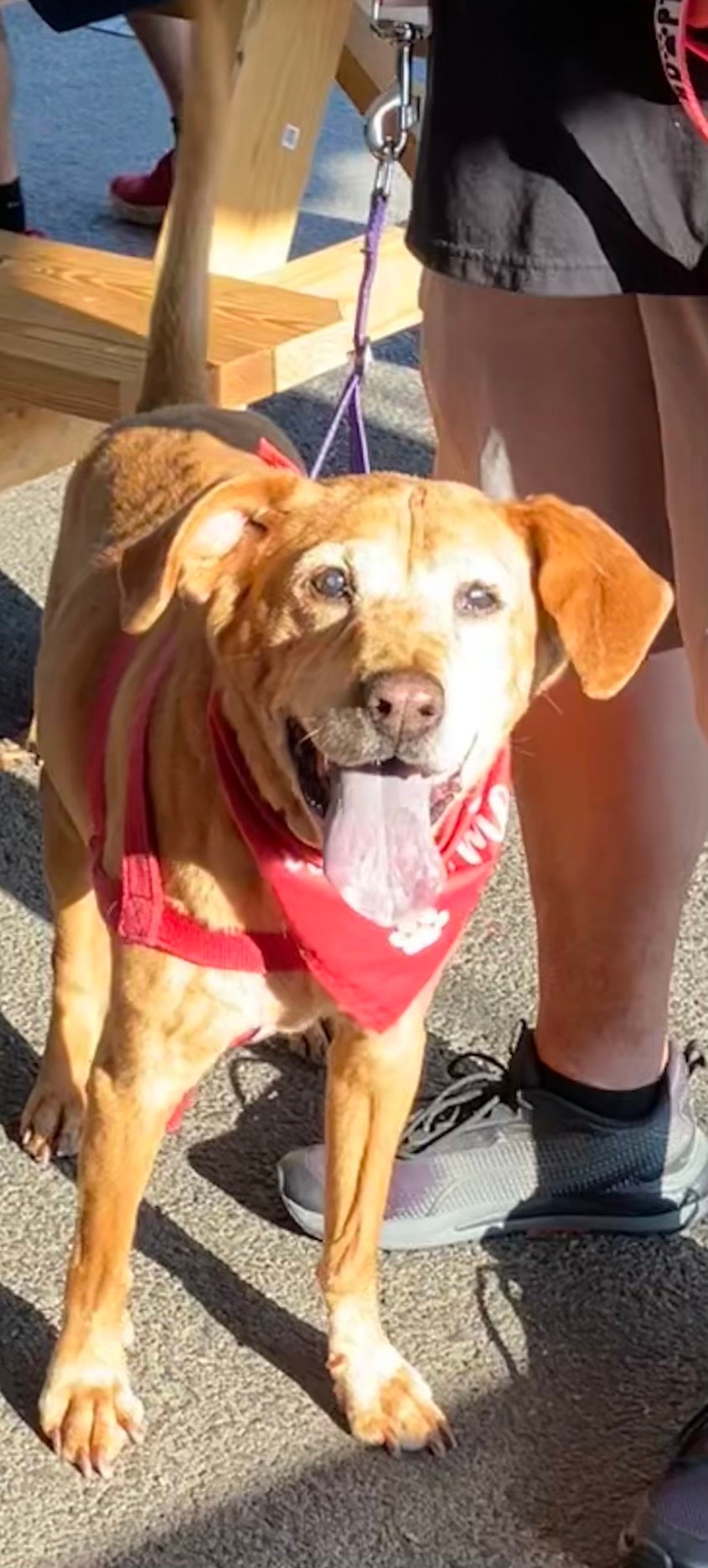 Simba