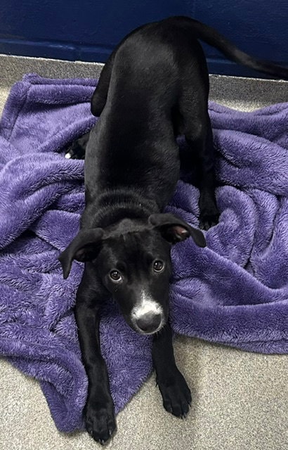 Junie  Months Female Available