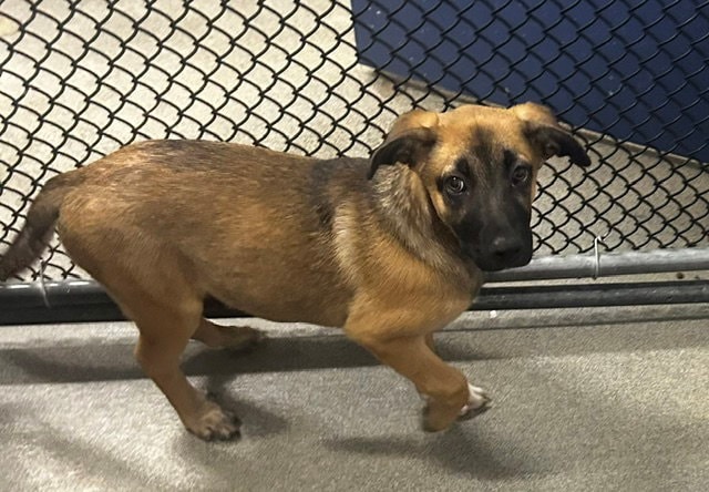 Ely  Months Male Available