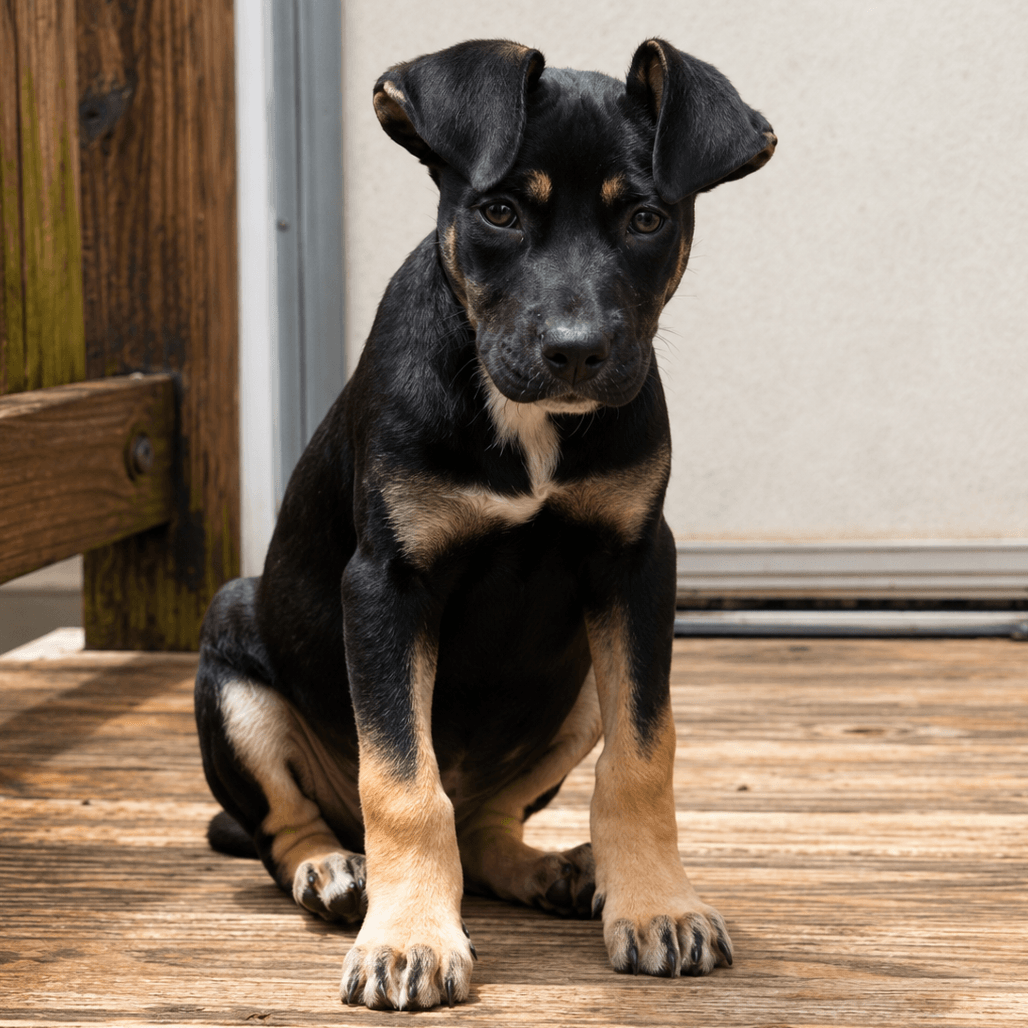 Rio  Months Female Available