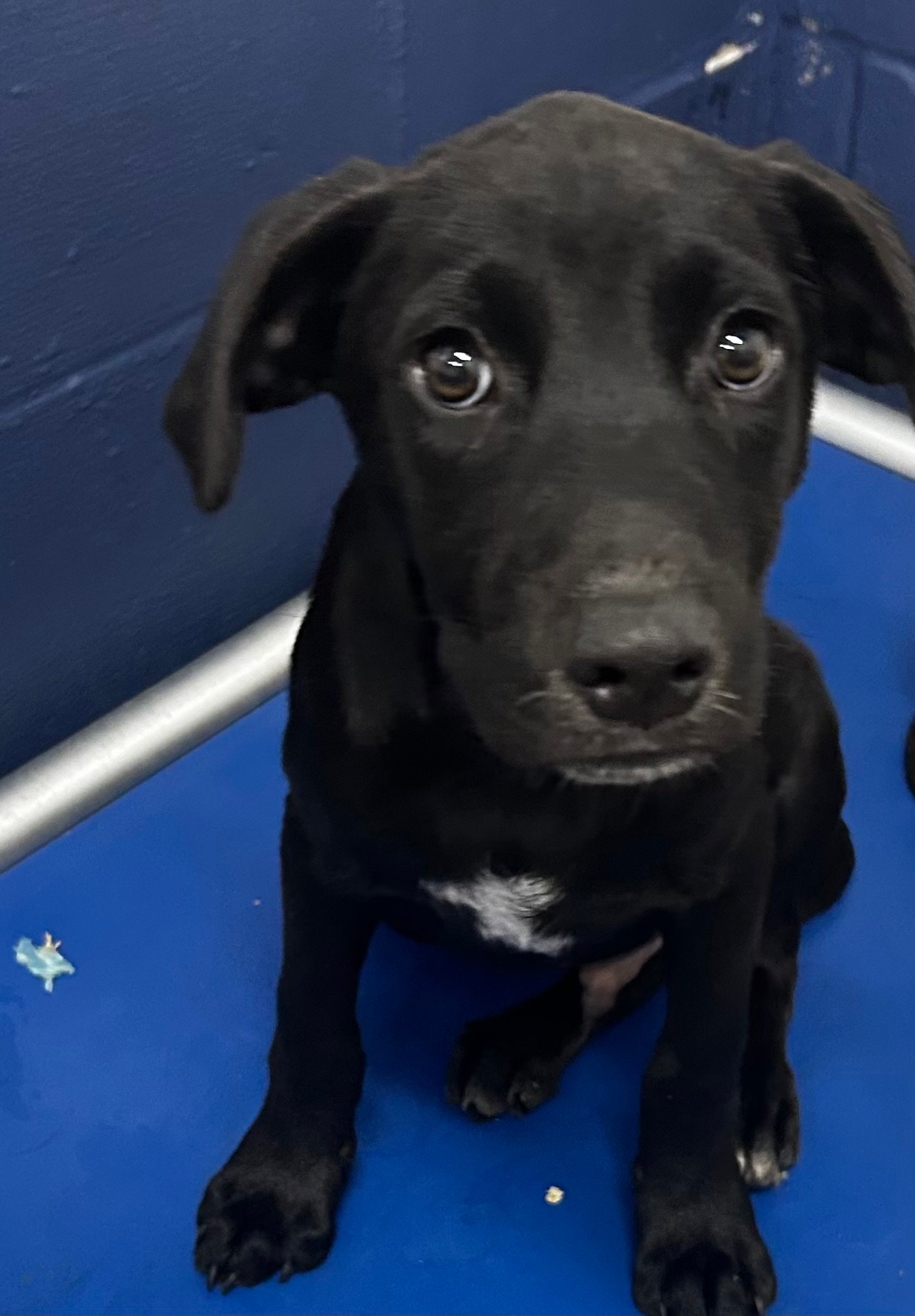 Bruno -  Months  Avail