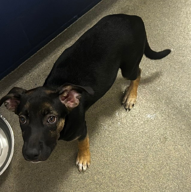 Elsa -  Months  Avail