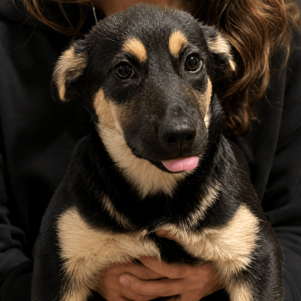 Remy -  Months  Avail