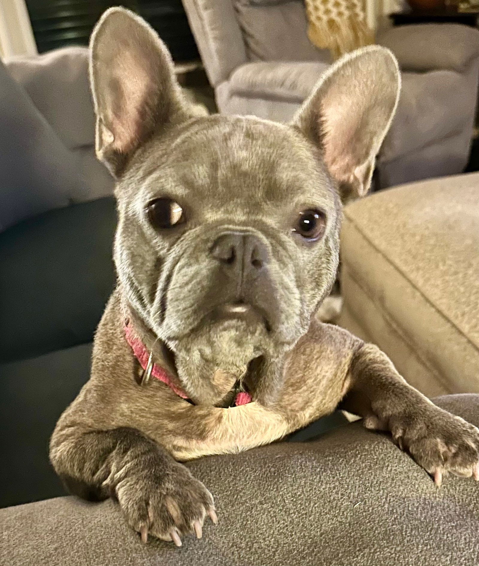 Lila