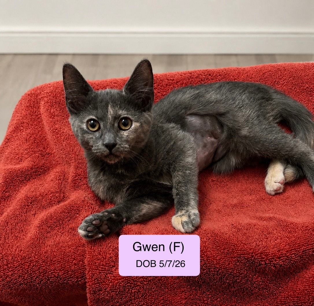 Gwen