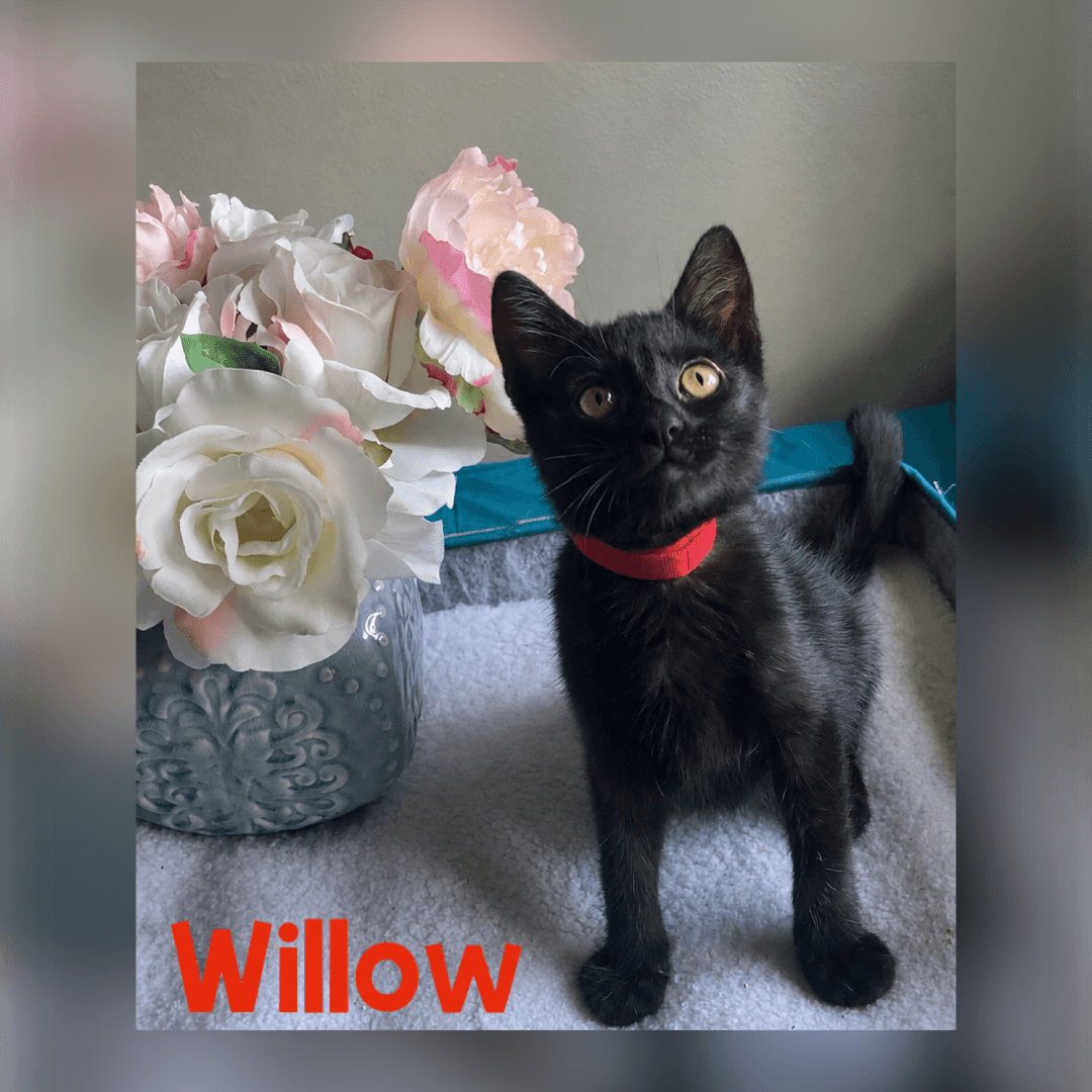 Willow