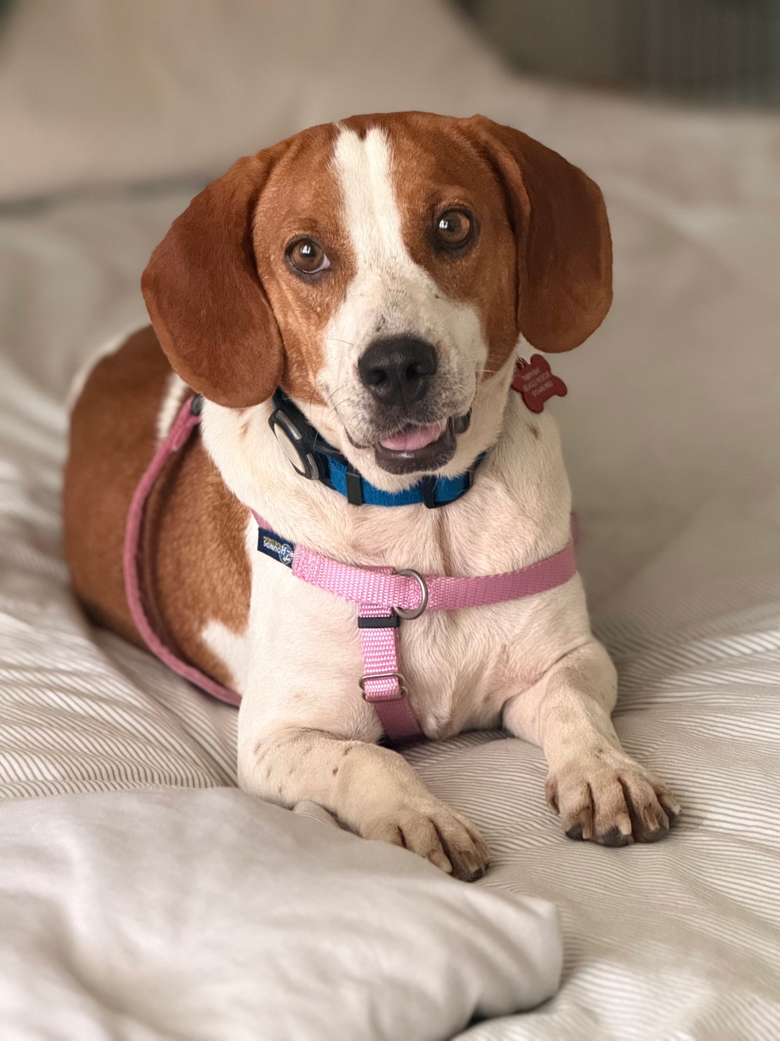 Lili Pad