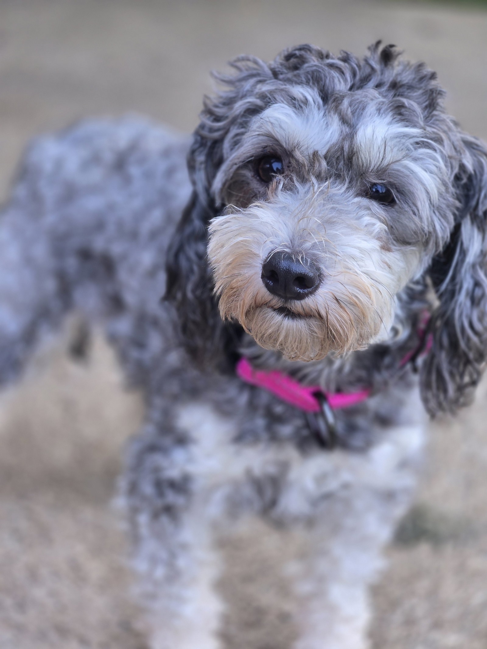 Lilybeth