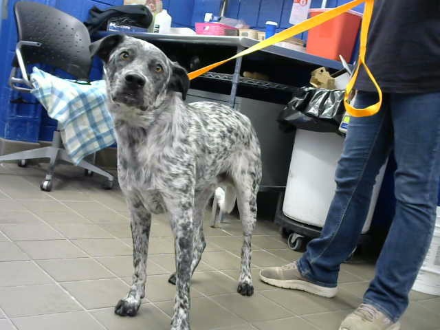 Buddy