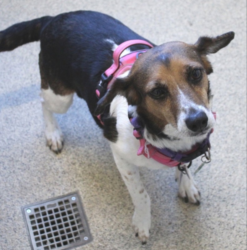 Anya Adopt Or Foster