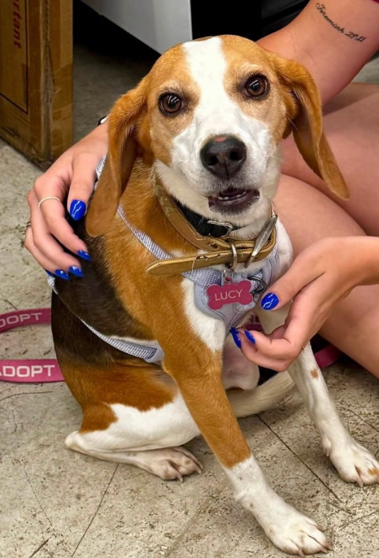 Lucy Adopt Or Foster