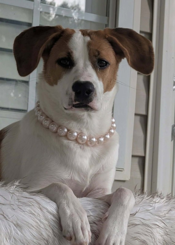 Tinsel Adopt Or Foster