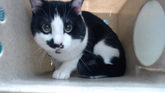 Elvis