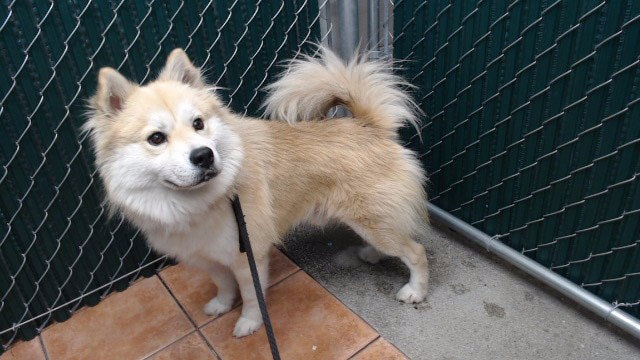 Roki