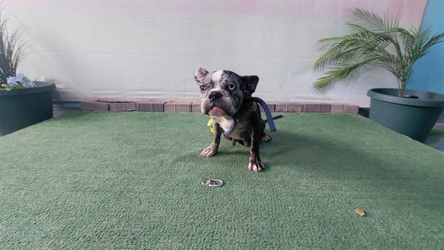 Roxy