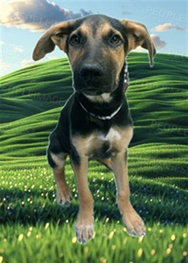 Chester