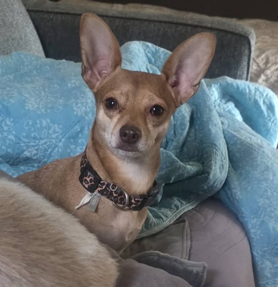 Peanut