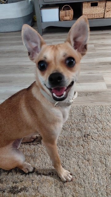 Dolly
