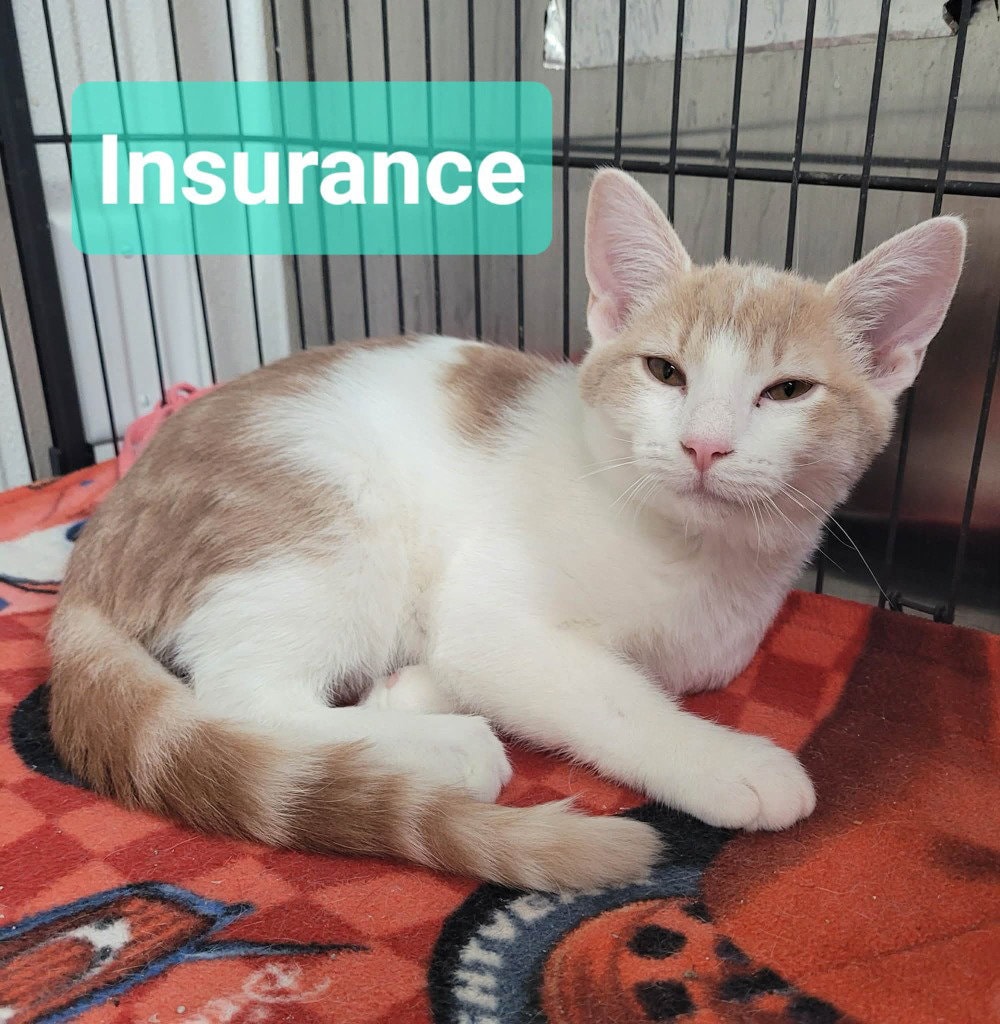 Insurance