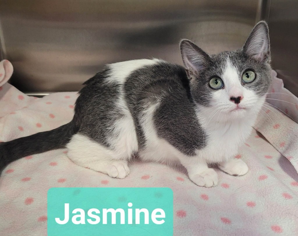 Jasmine