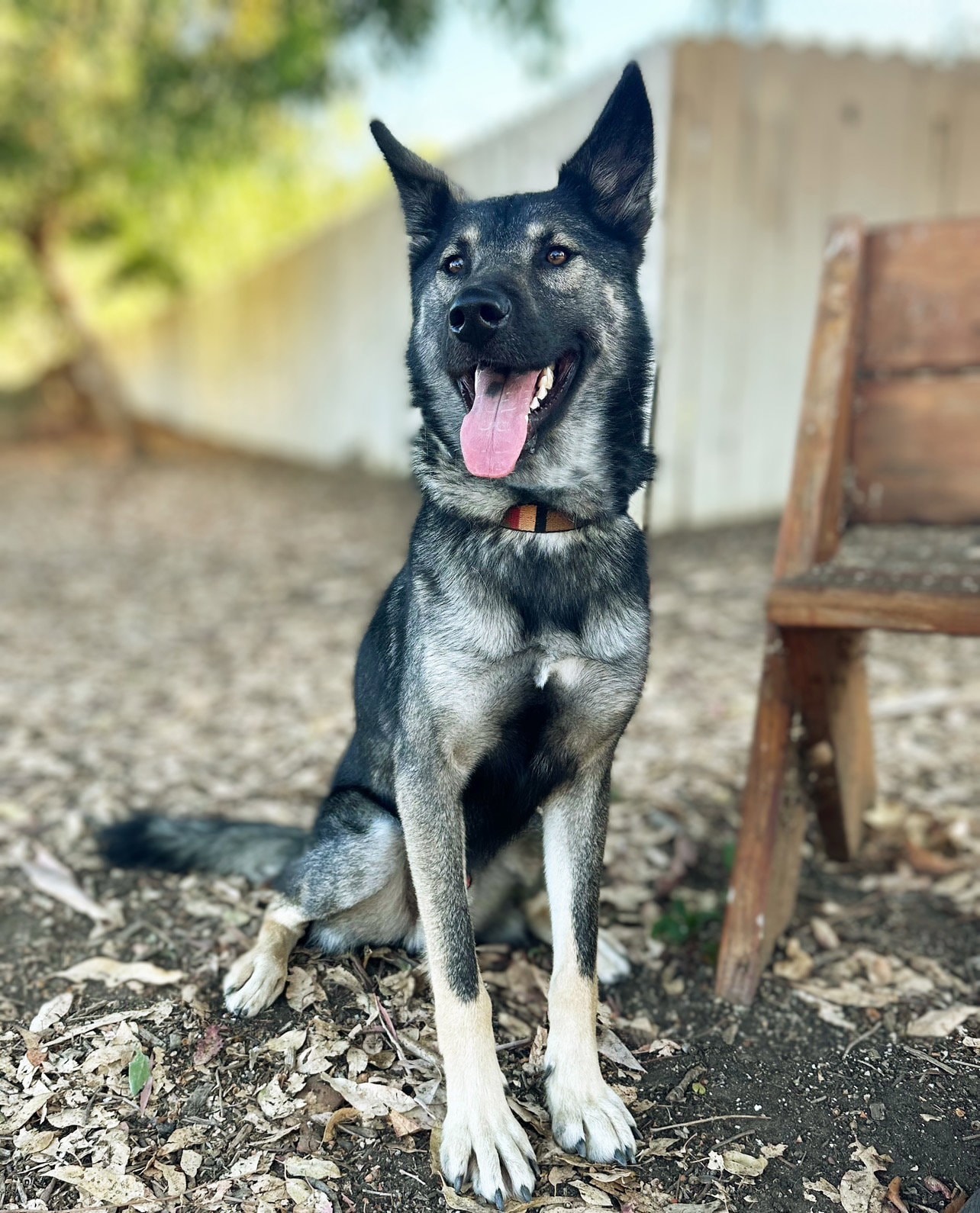 Dylan