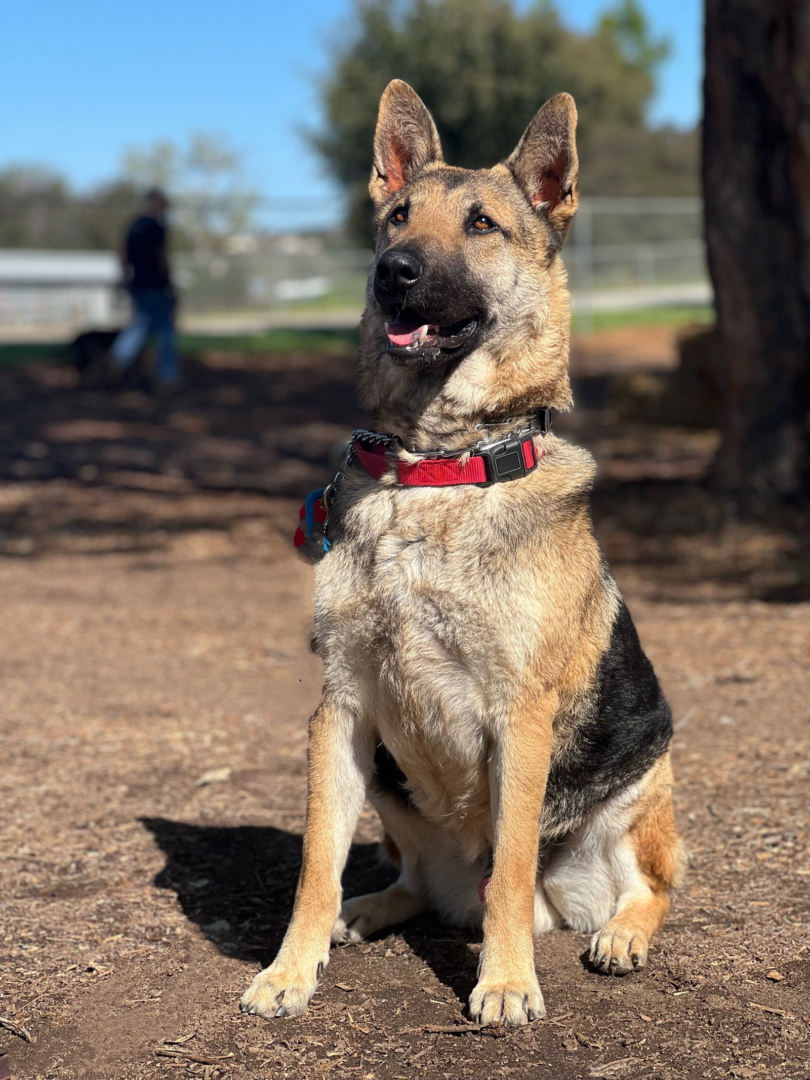 Ryder