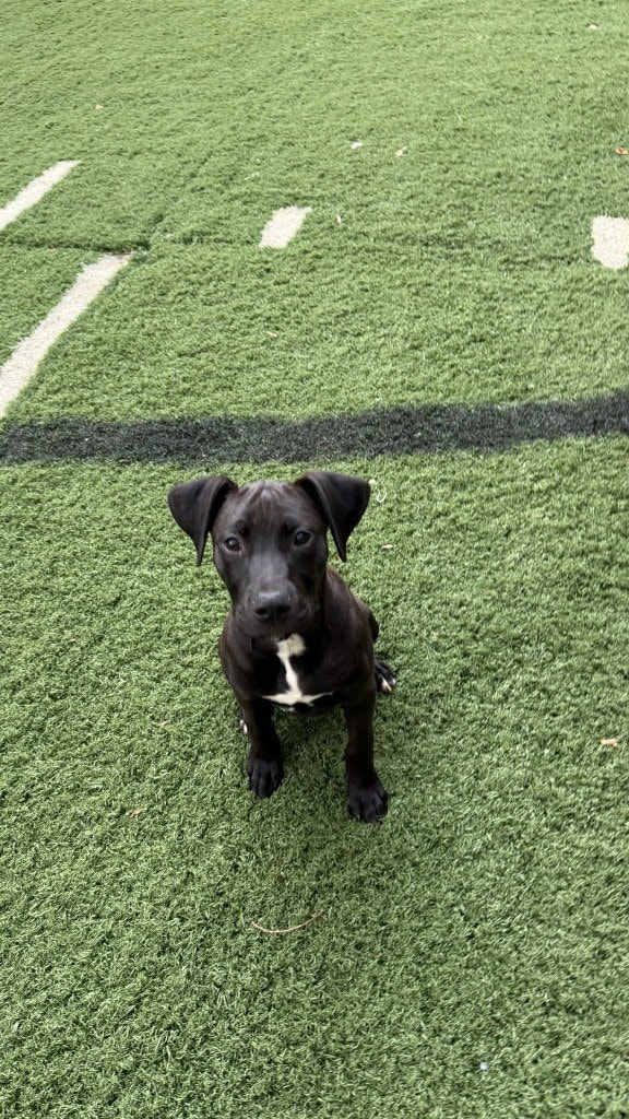 Odin