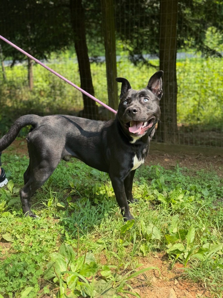 Rex