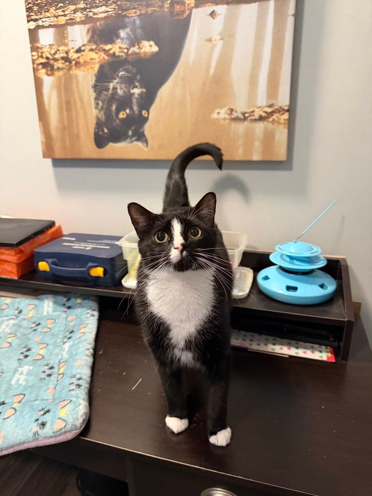Sylvester