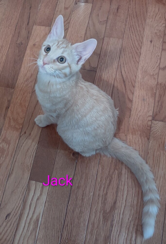 Jack