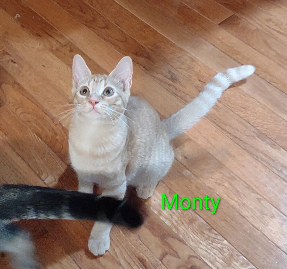Monty