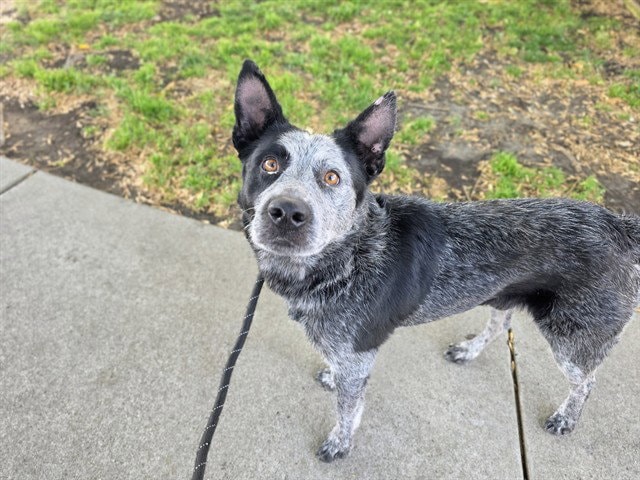 Pepper