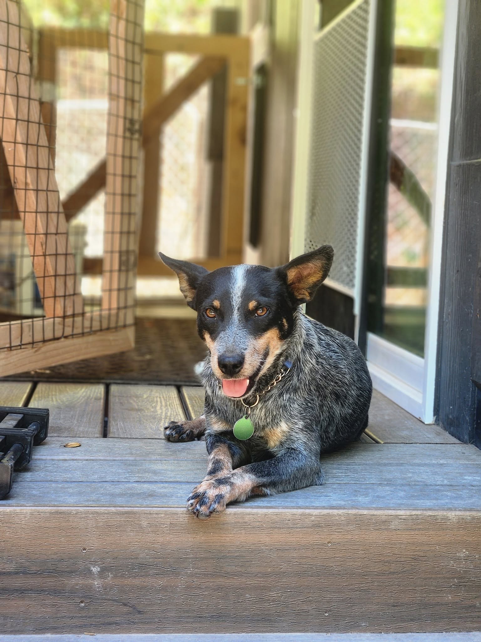 Amaya