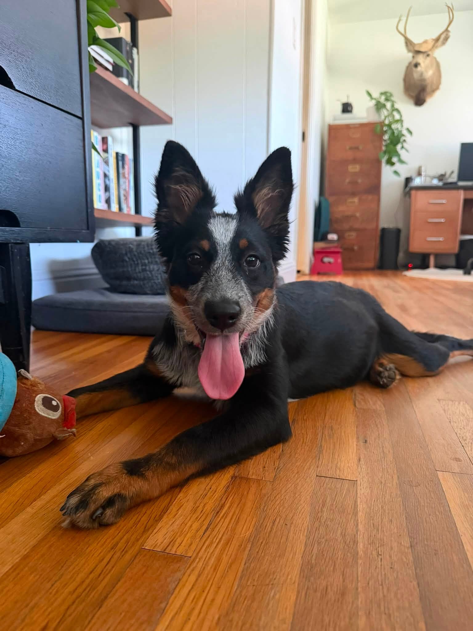 Bindi