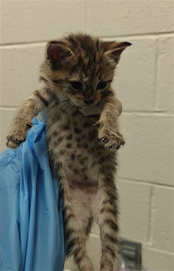 Ocelot