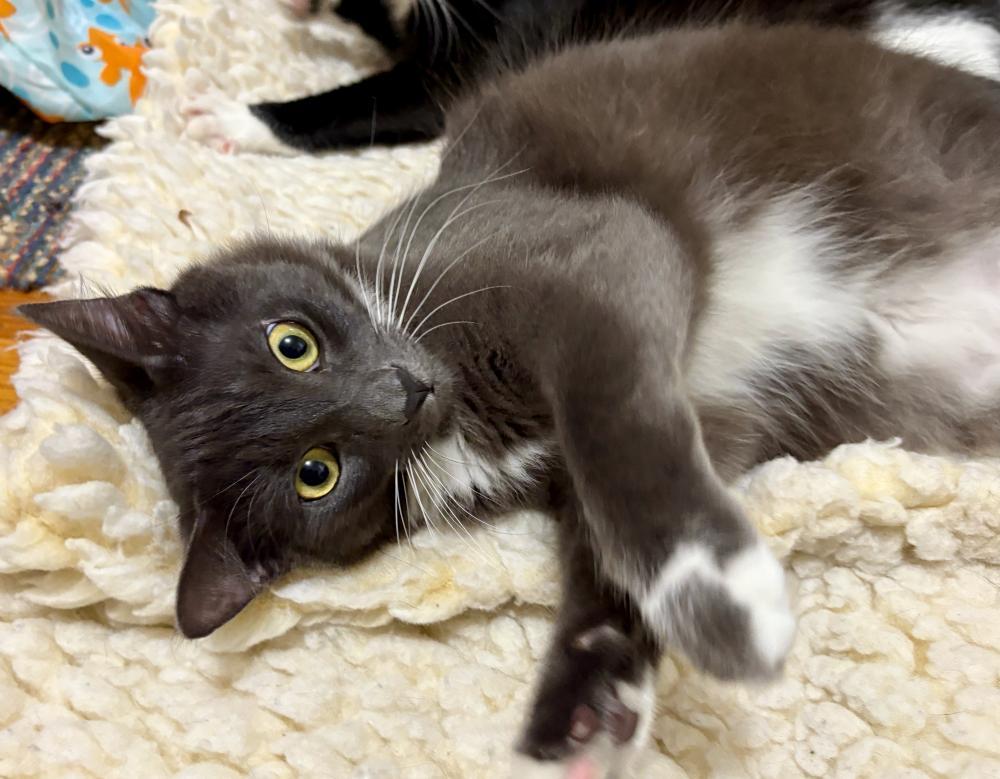 Milo