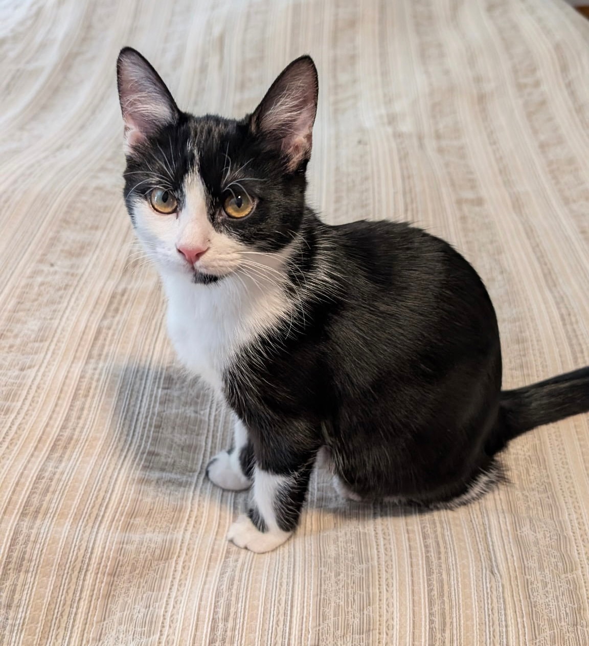 Cleo
