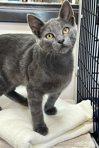 Kitten Zebo