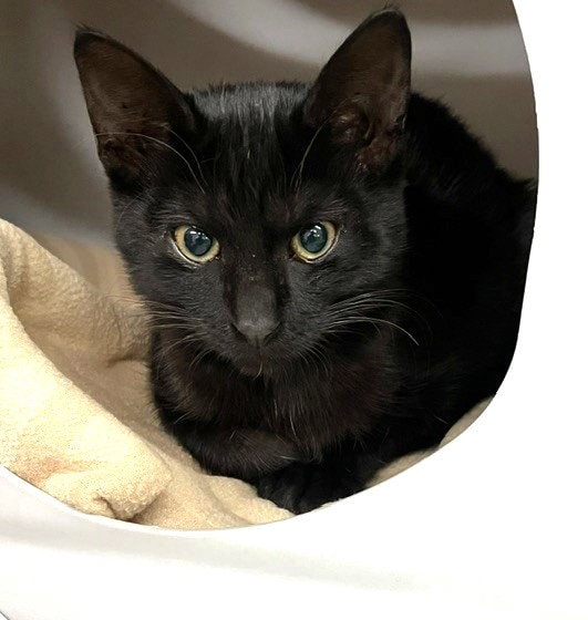 Kitten Zira