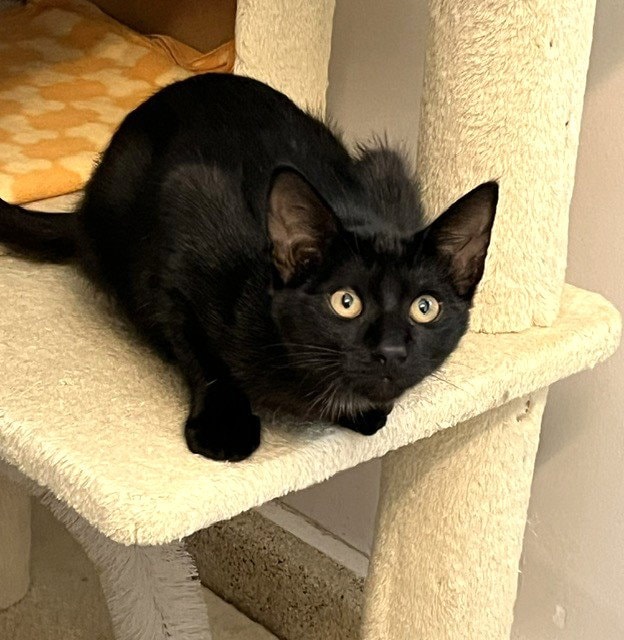 Kitten Zulu