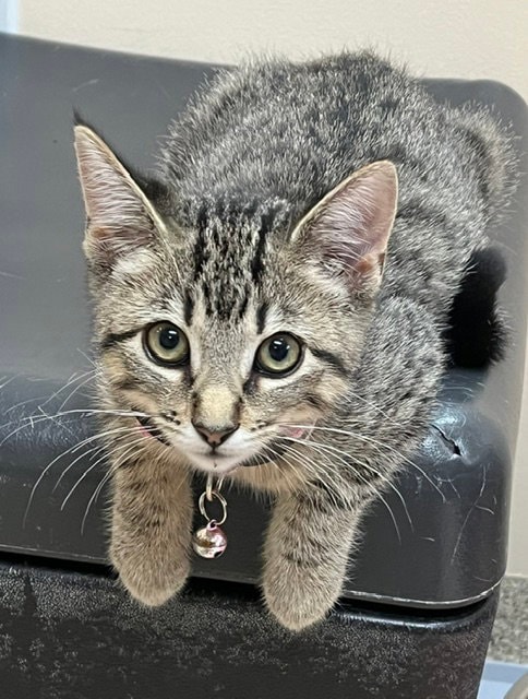 Kitten Razzles