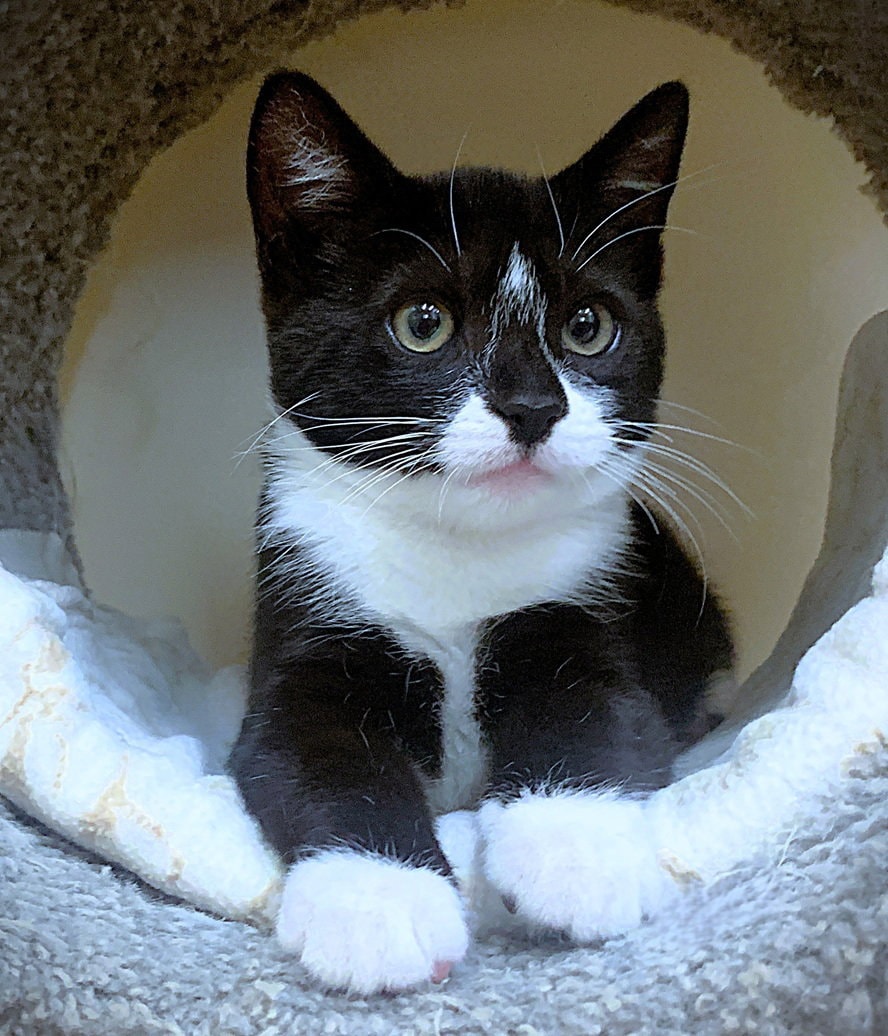Kitten Drambuie