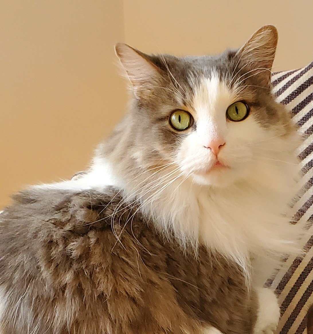 Watson