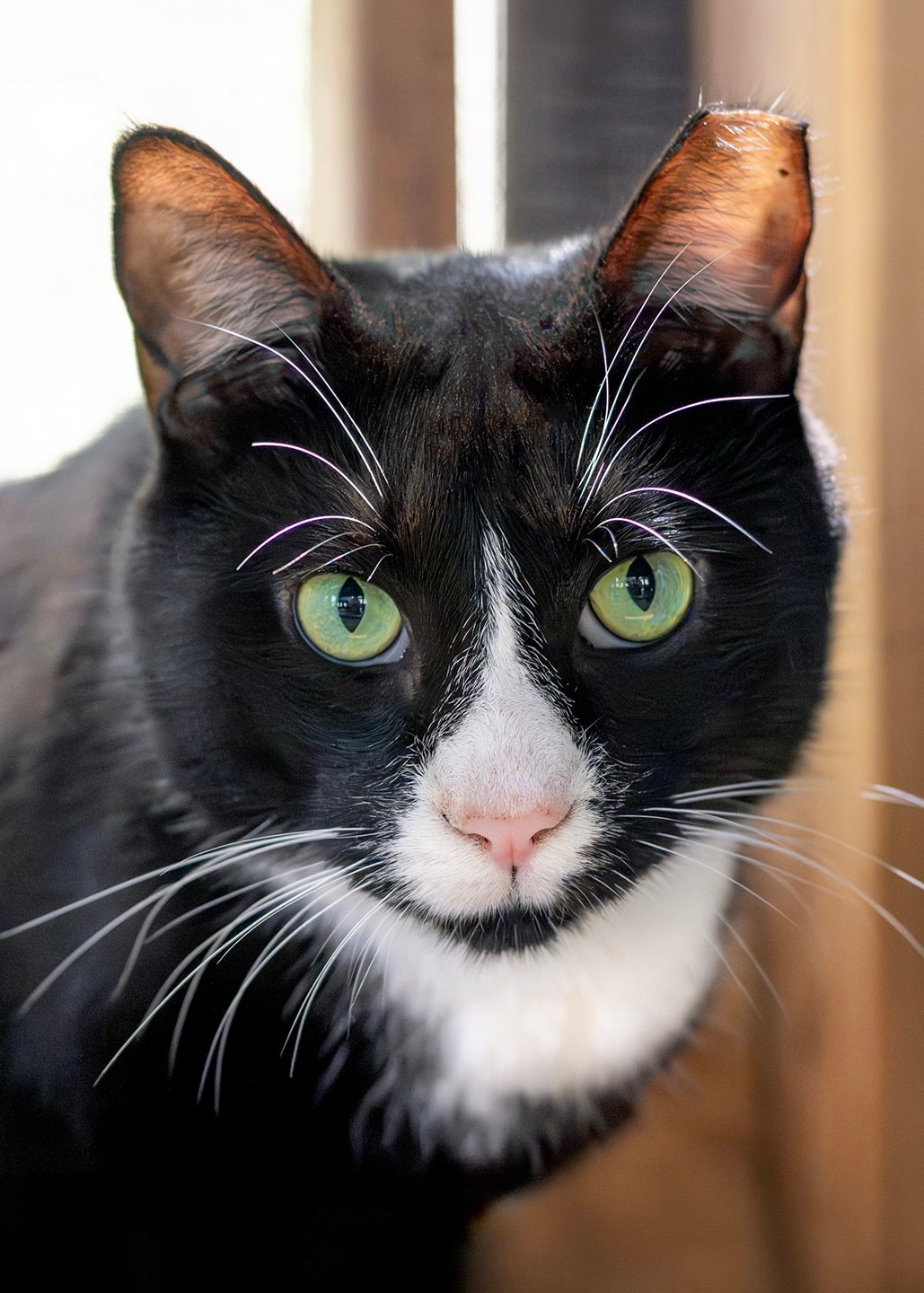 Friskies