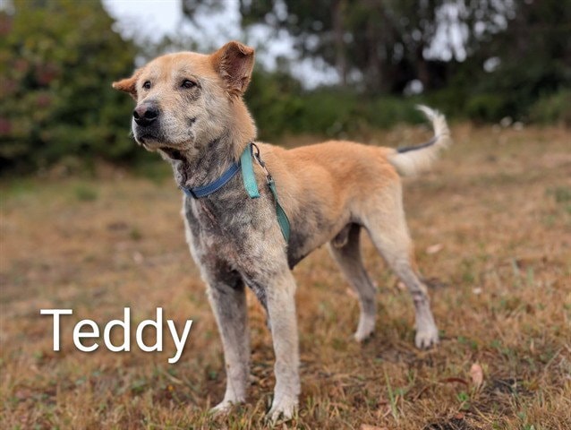 Teddy